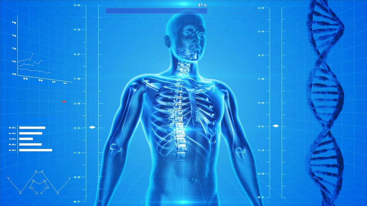 Free human skeleton human body anatomy illustration