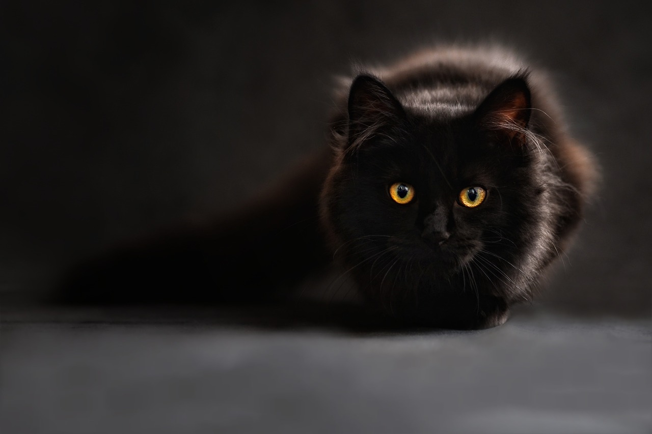 Free Maine Coon Cat photo and picture