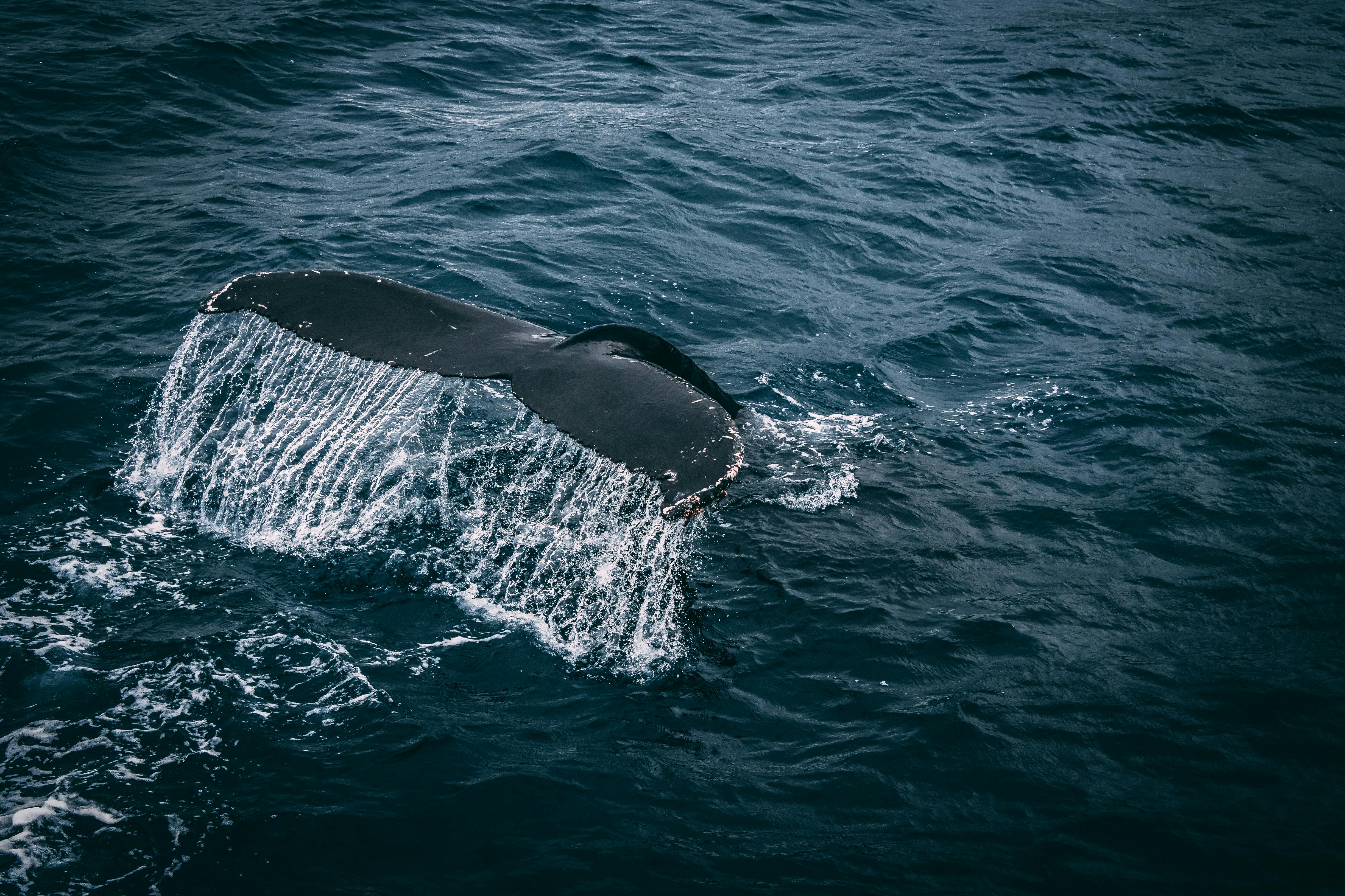 Free Photography of Whale Tail On Water Surface Stock Photo
