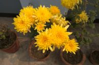Redmi Note 3 flower sample