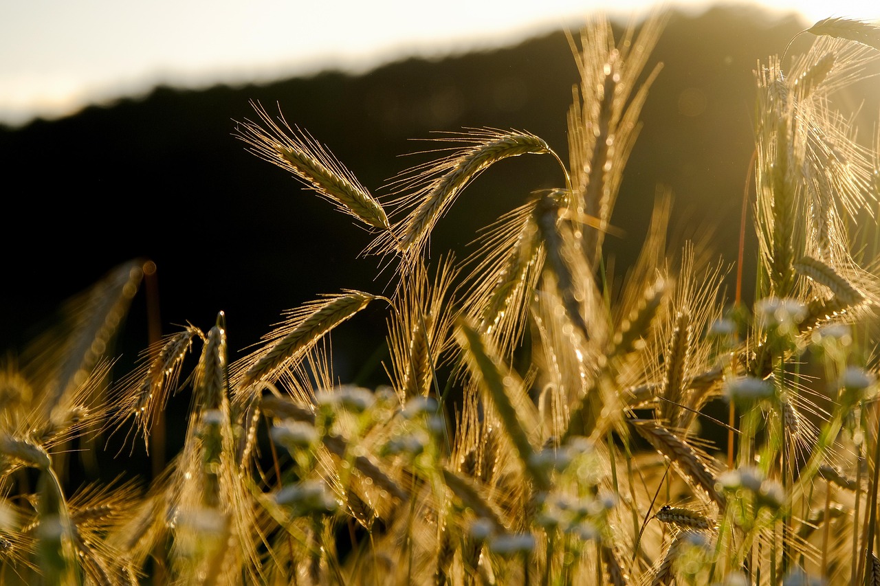 Free Rye Spike photo and picture